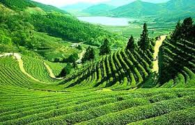 Darjeeling Tea Trail